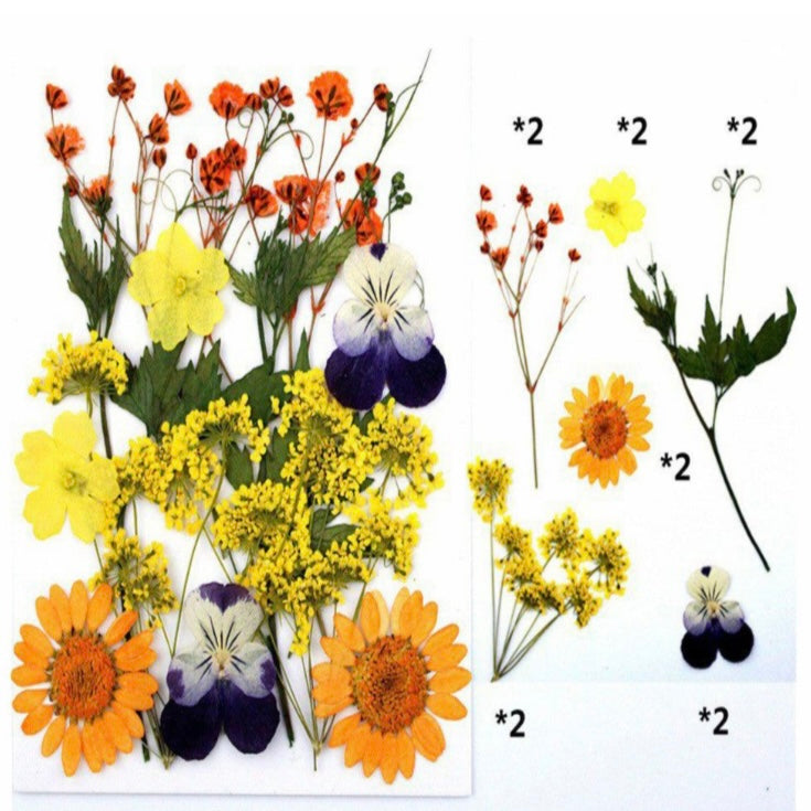 12 in 1 Pressed Dry Flowers 14 image 1