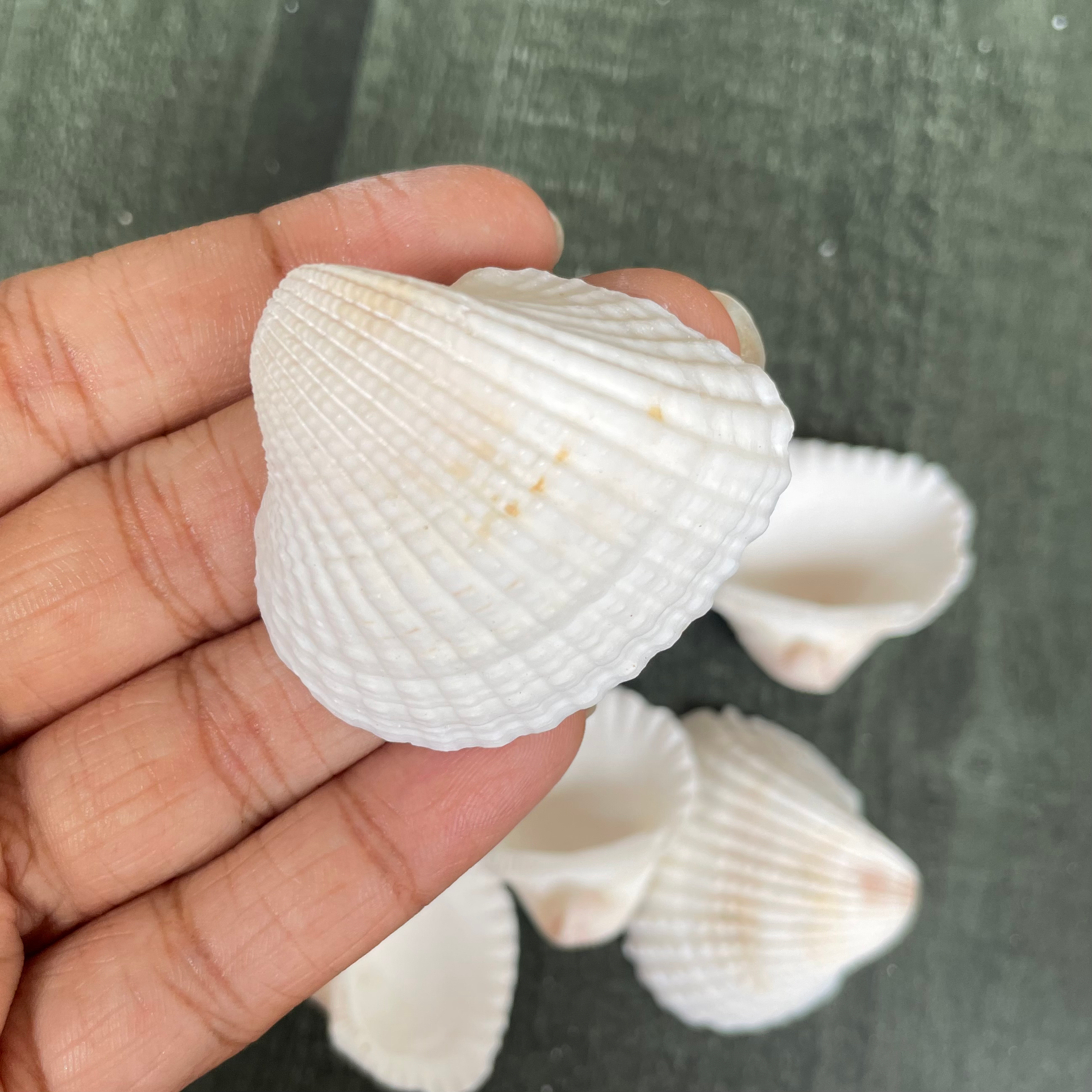Sea shell 1 image 1