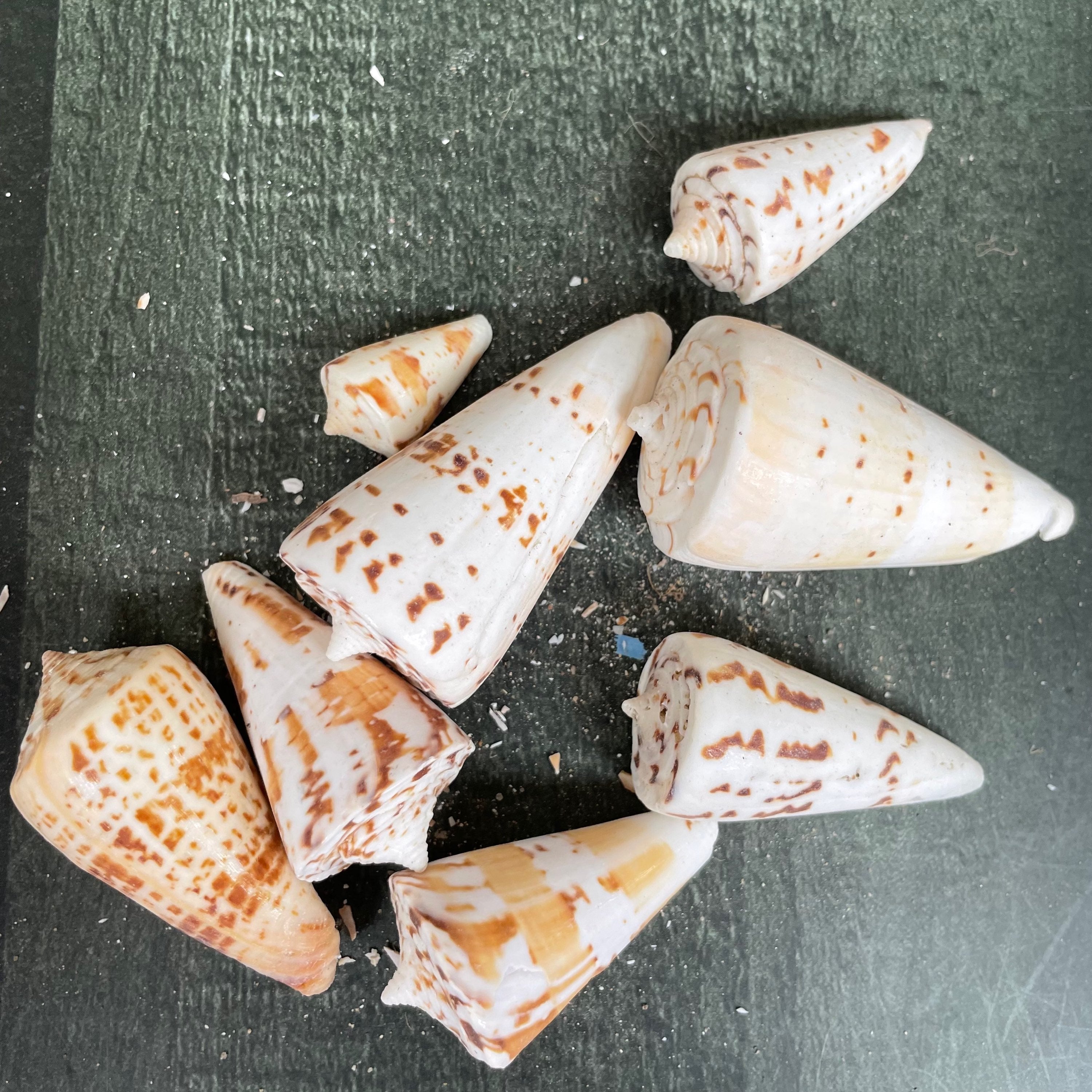 Sea shell 8 image 0