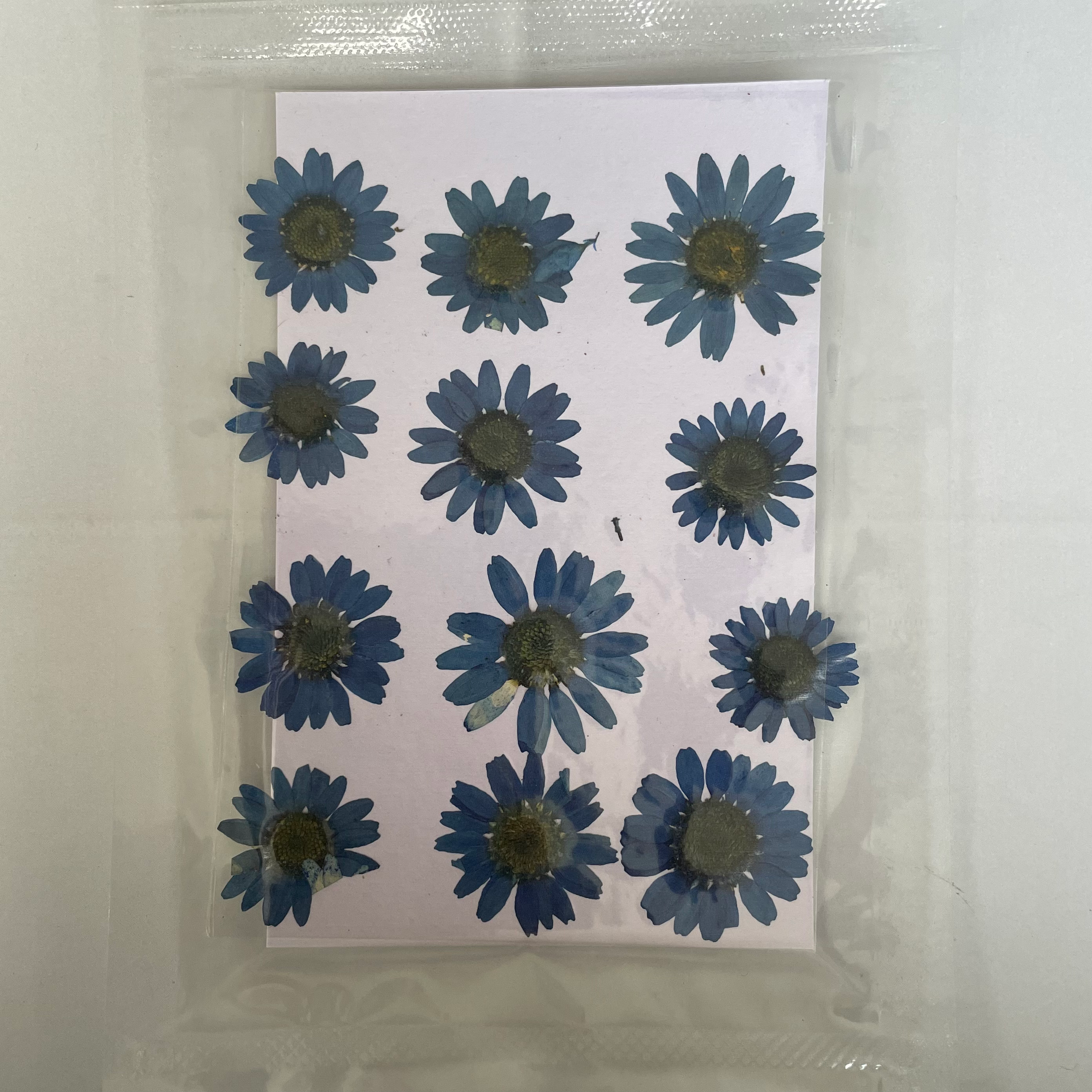 Daisy dry flower blue image 0
