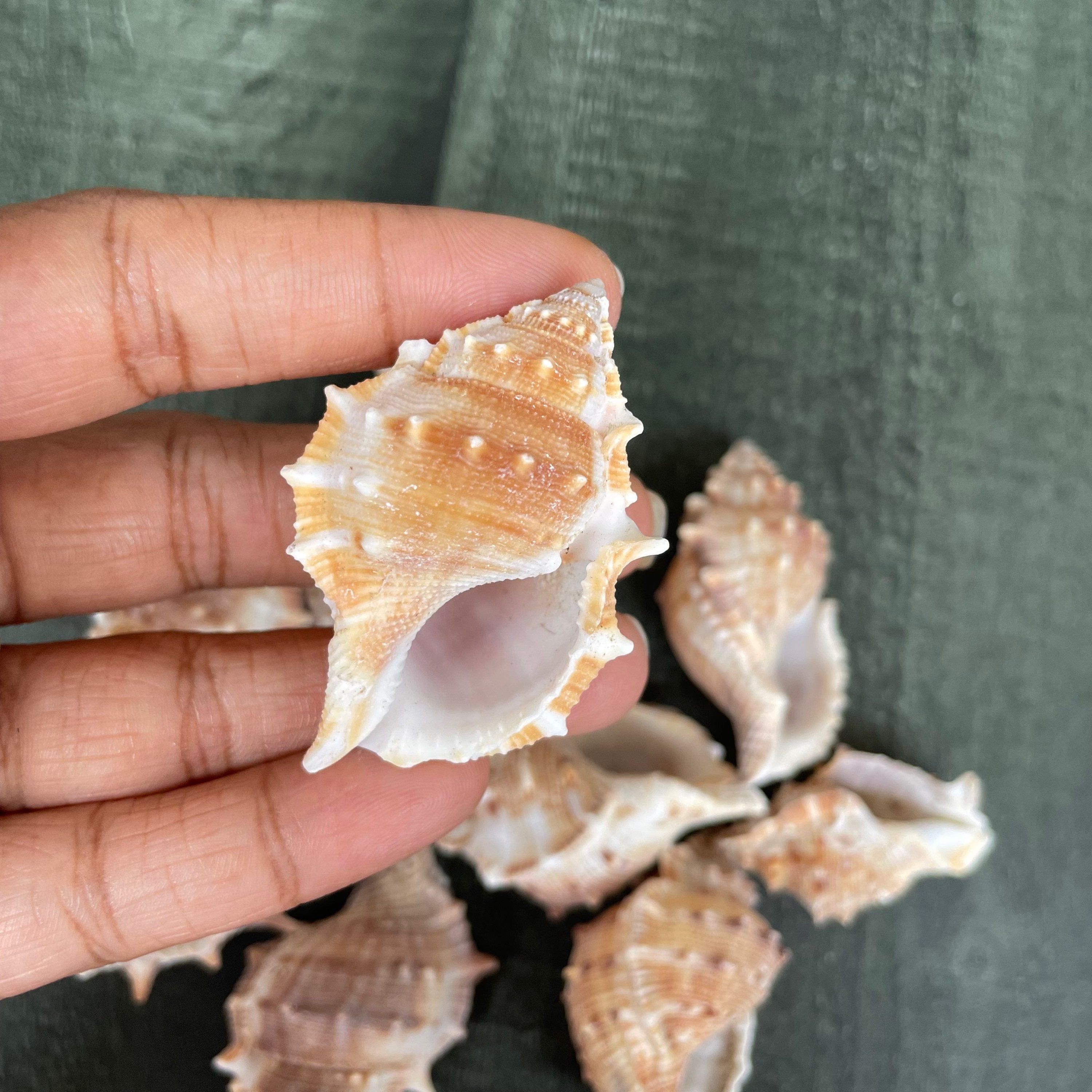 Sea shell 7 image 2