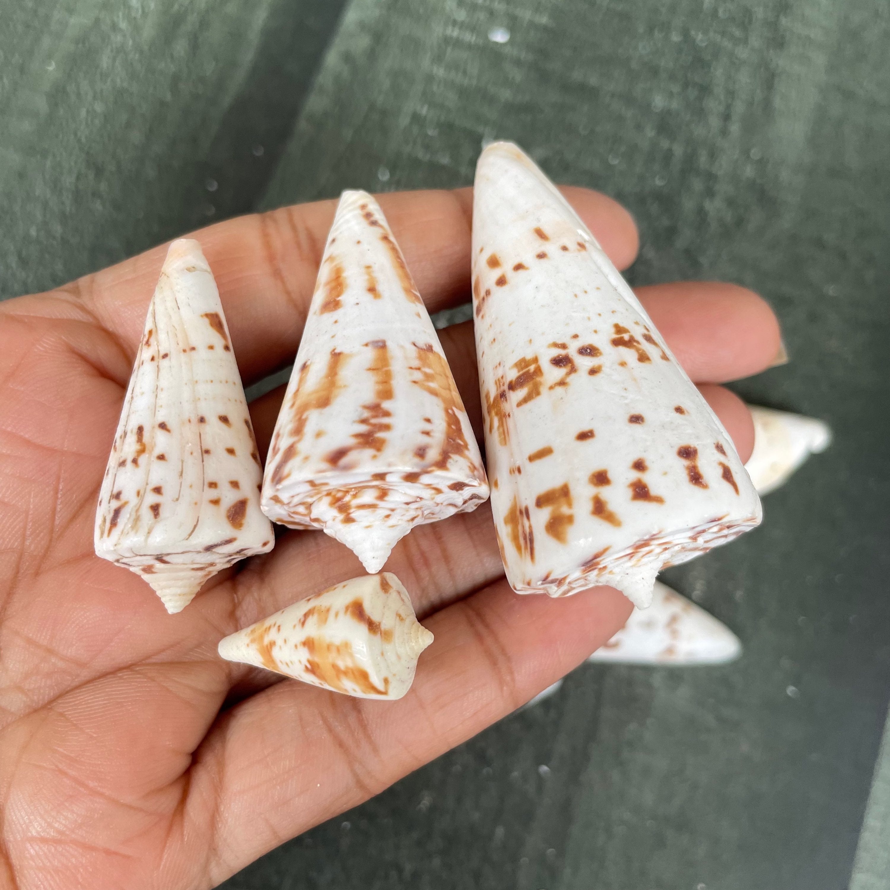Sea shell 8 image 1