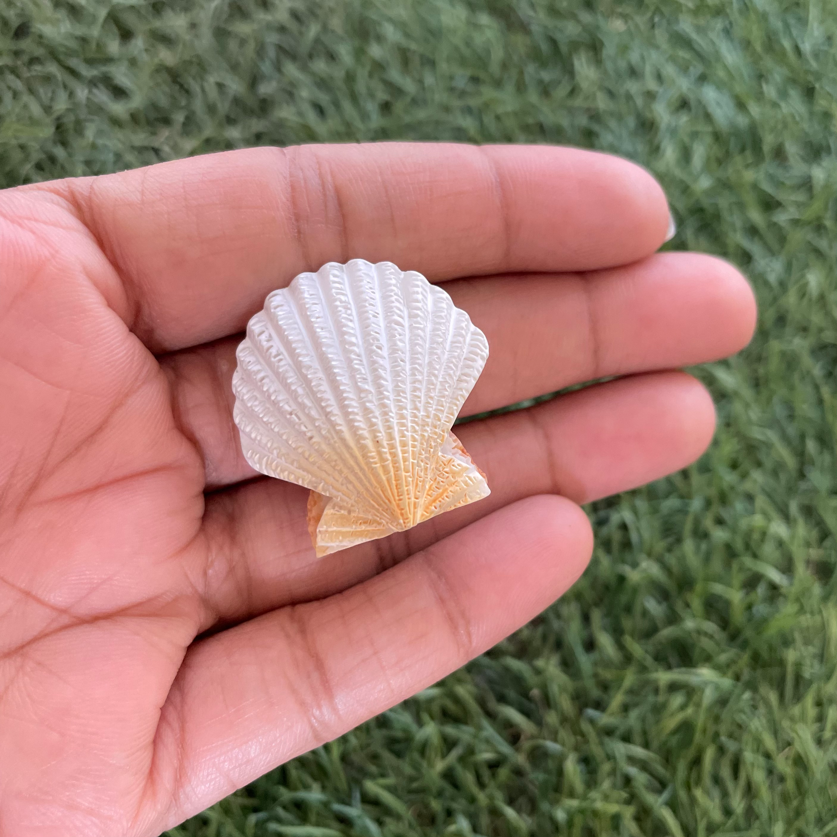 Sea Shell Miniature 110 image 1