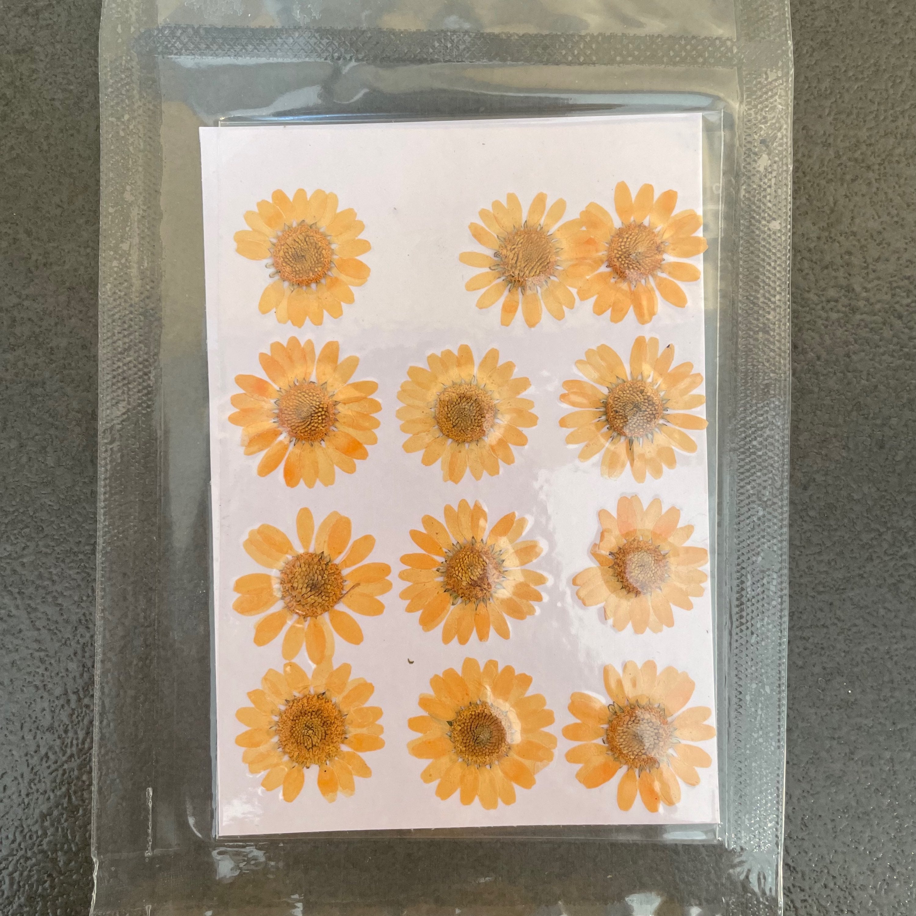 Daisy dry flower occur yellow image 0