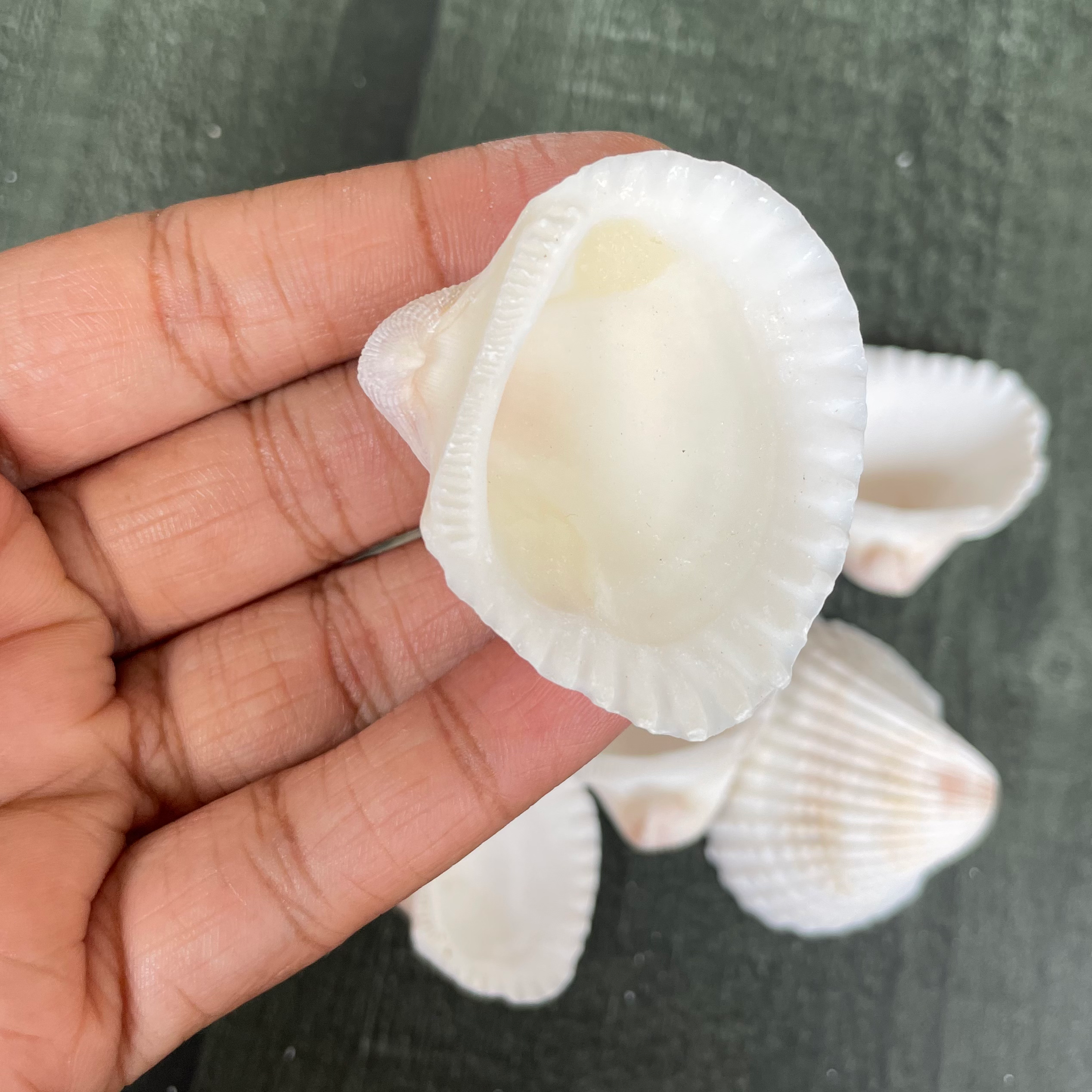 Sea shell 1 image 2