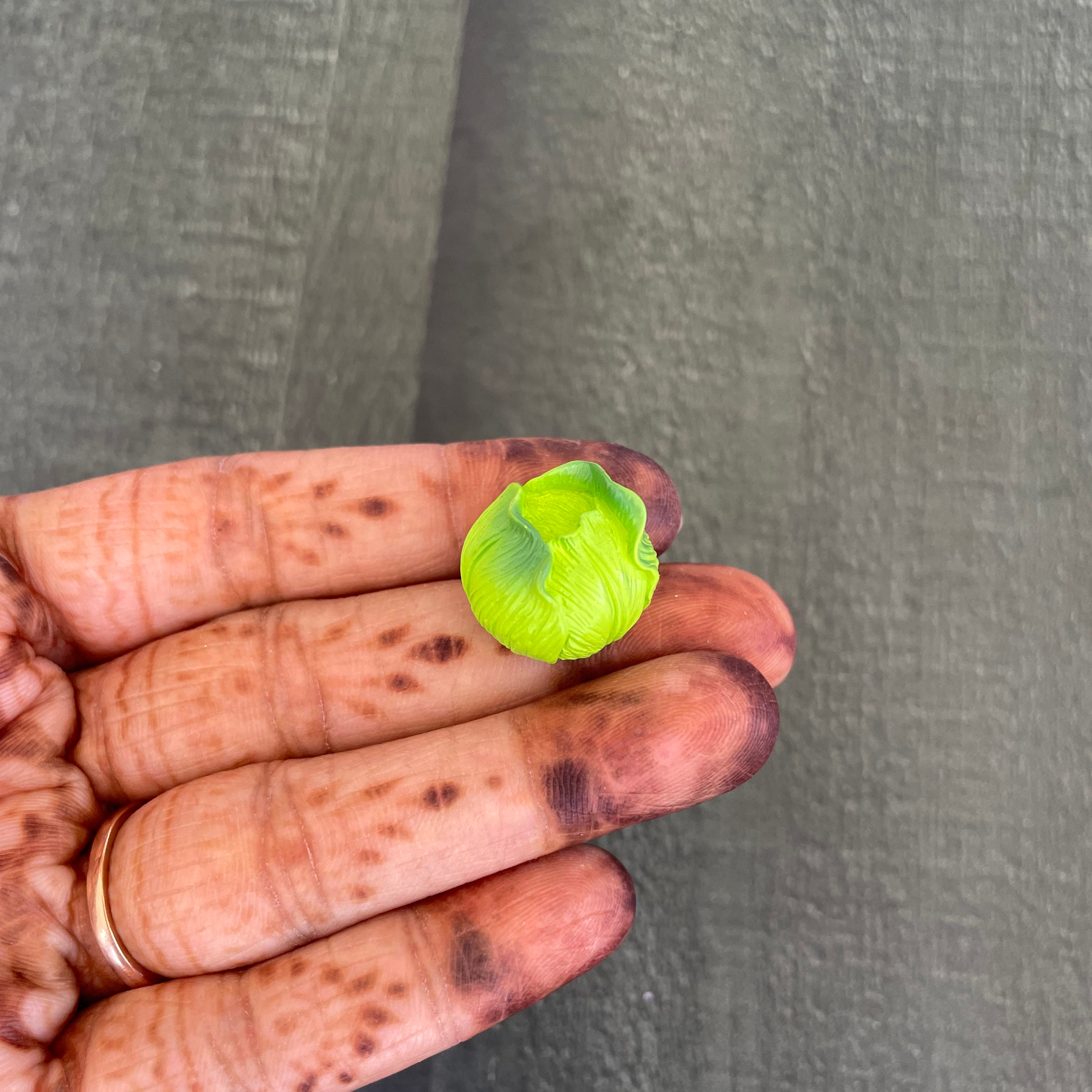 Cabbage Miniature 255 image 1