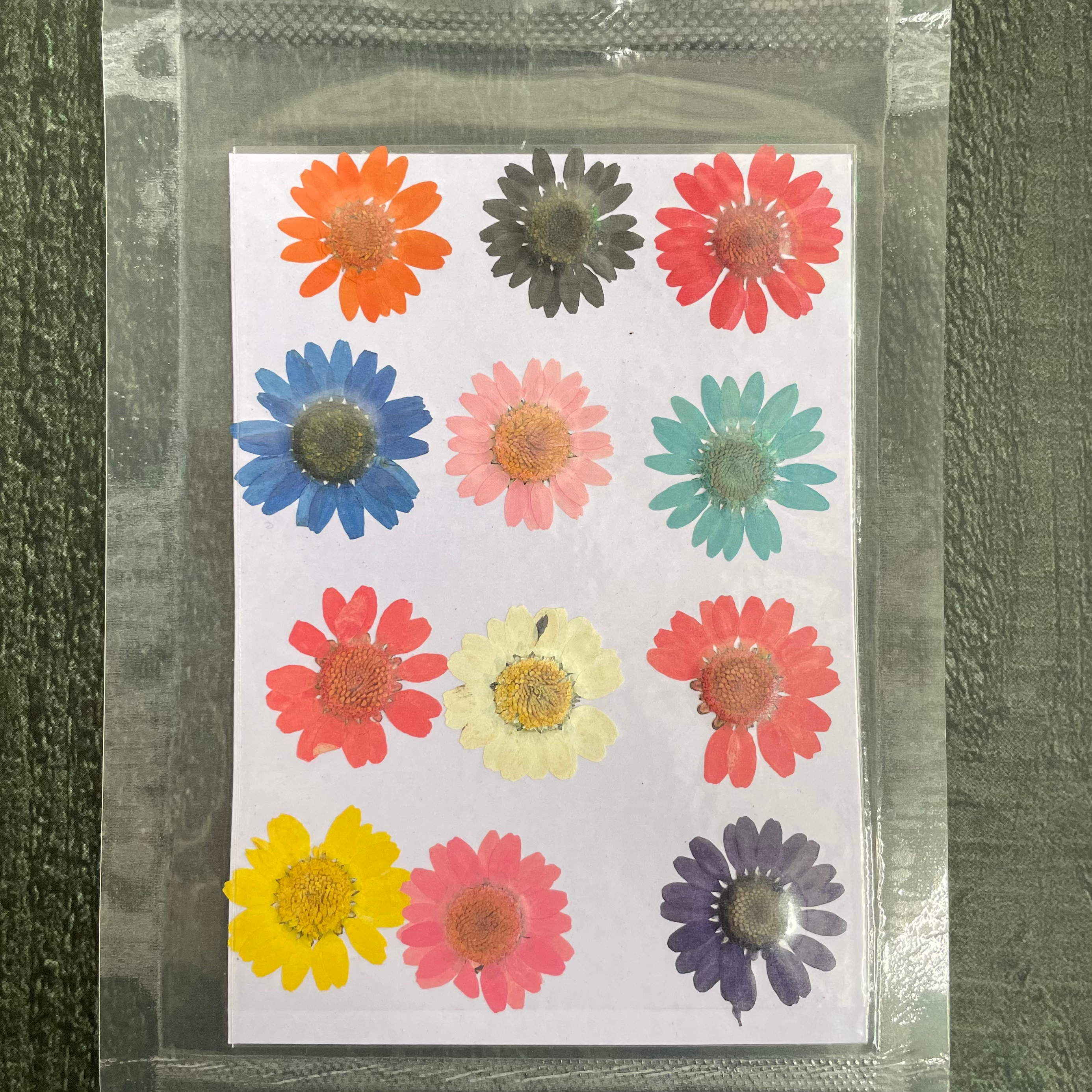 Daisy dry flower multy colour image 0