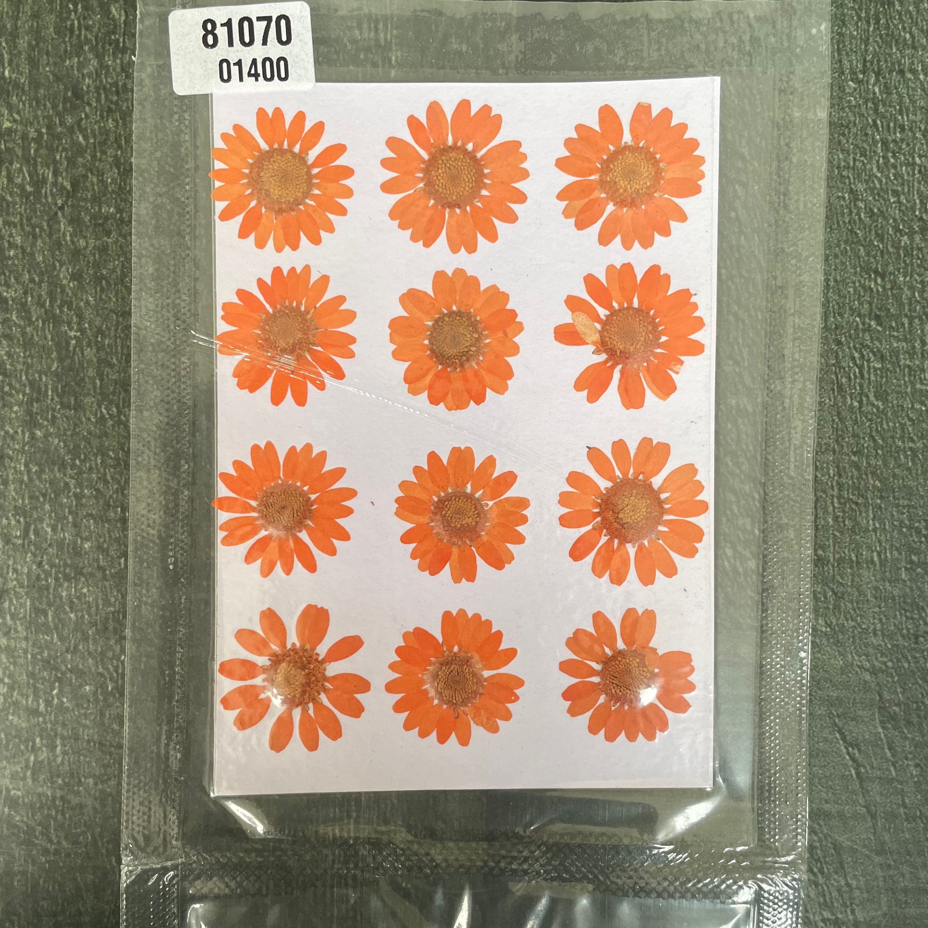 Daisy dry flower orange image 0
