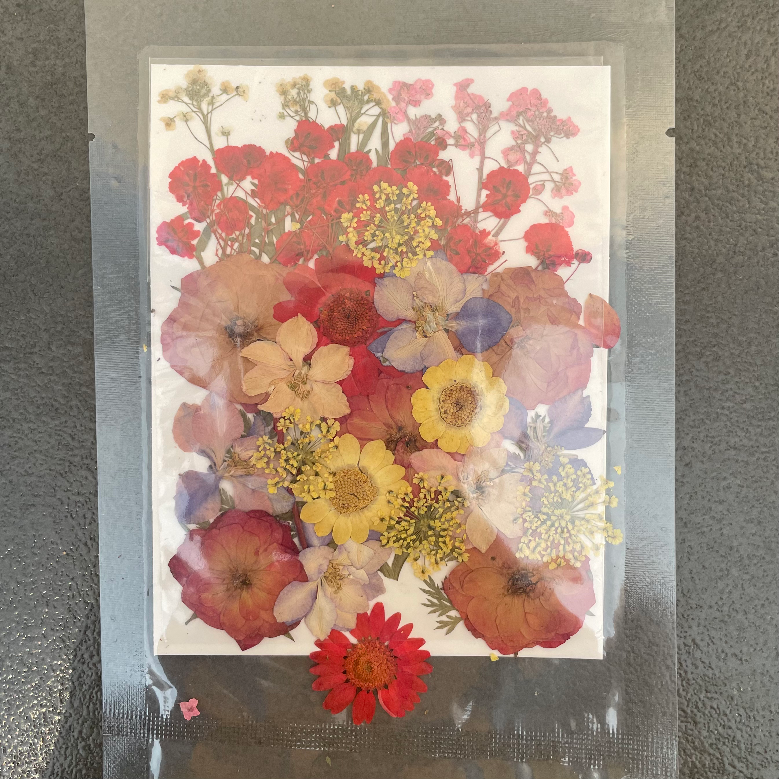 34 in 1 dry pressed flower 6 image 0