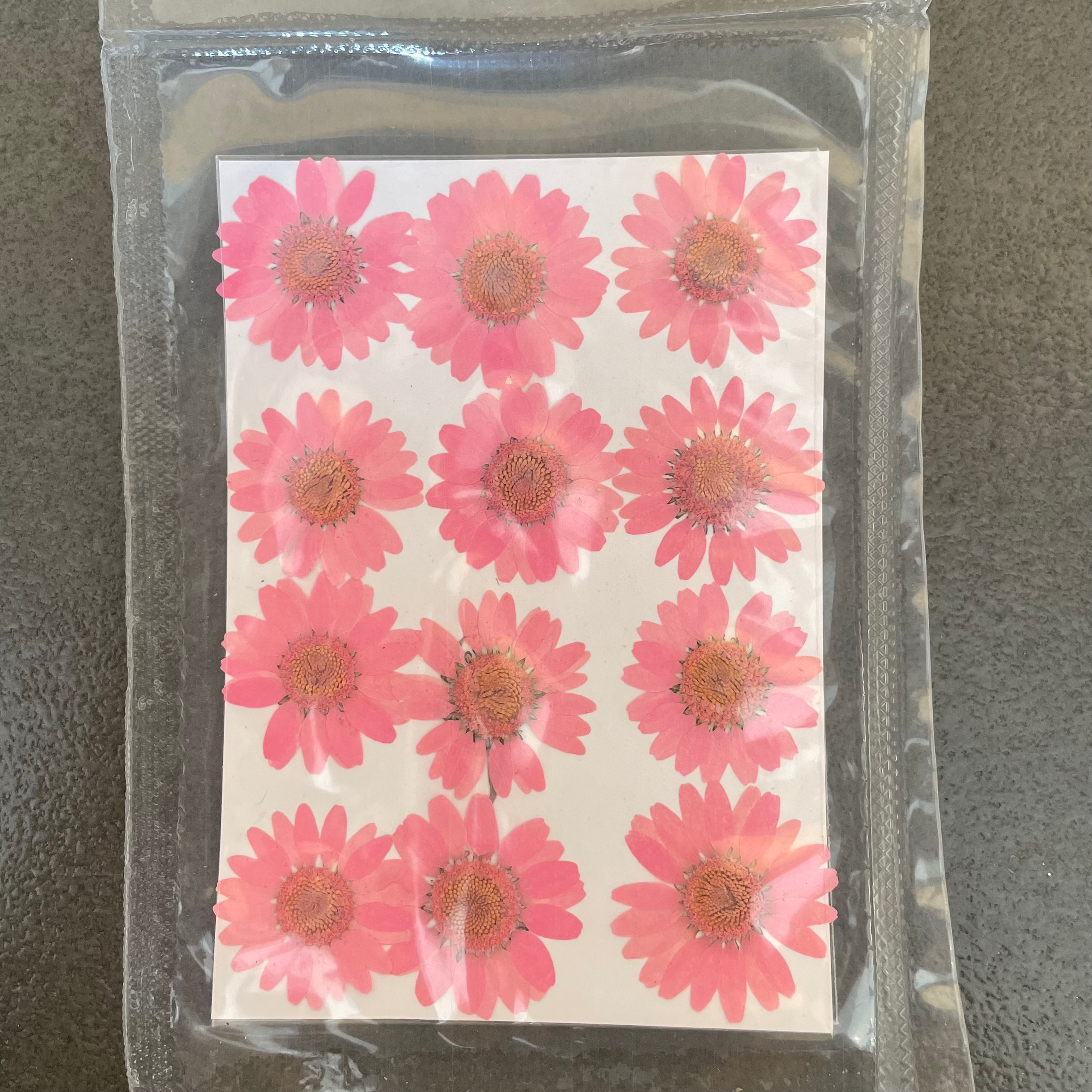 Daisy dry flower pink image 0