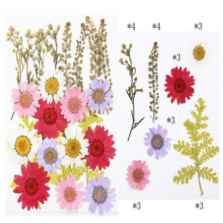 23 in 1 Pressed Dry Flowers 16 image 1