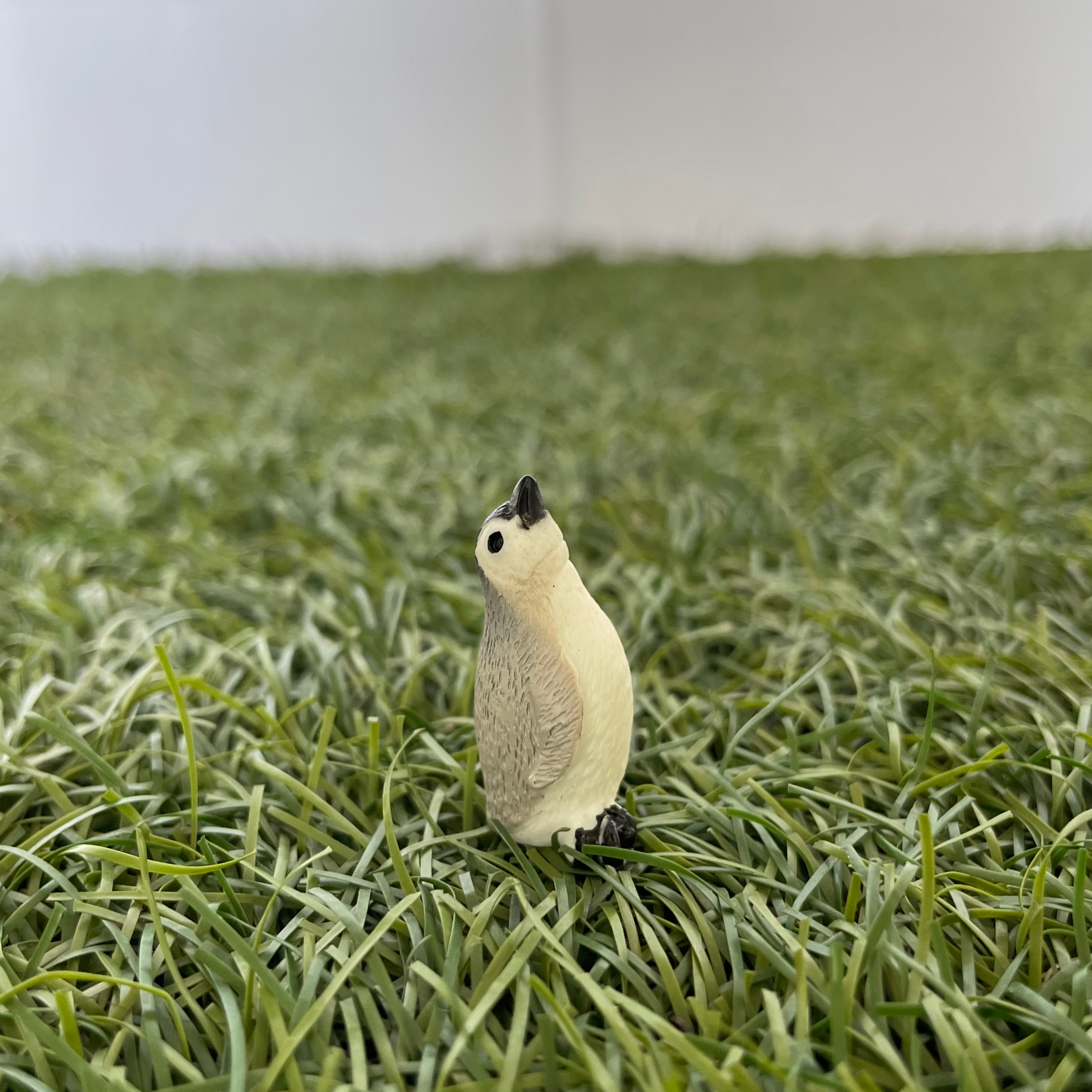 Little Penguin D Miniature 222 image 0