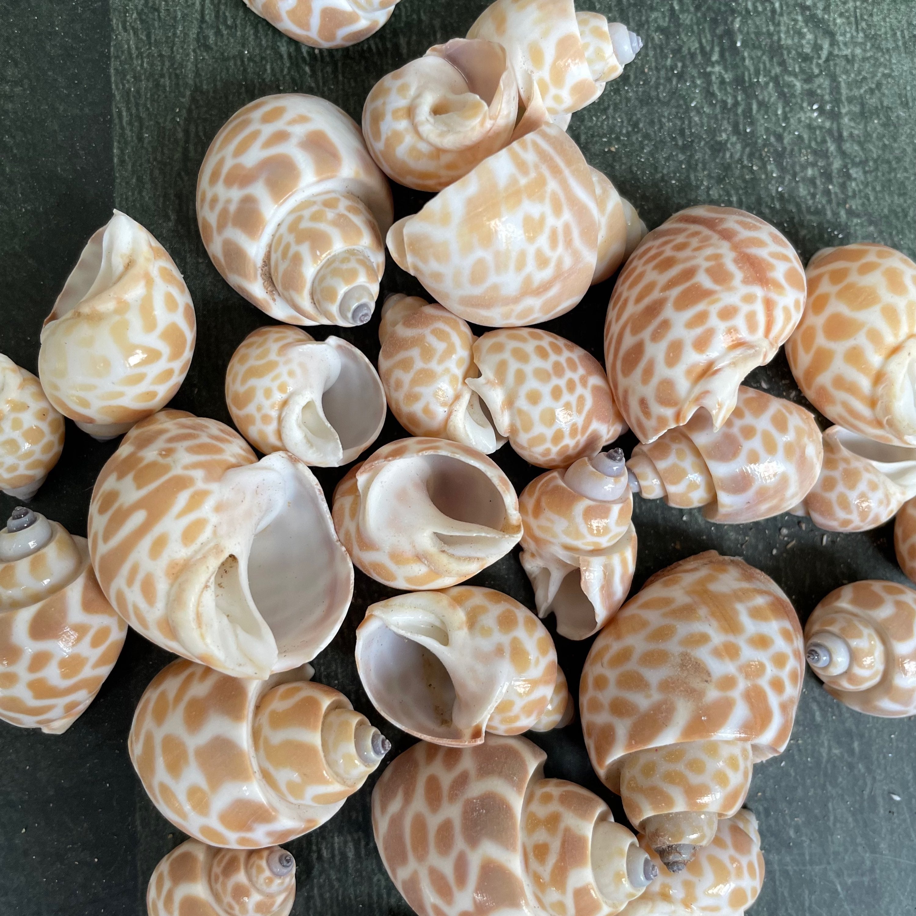 Sea shell 4 image 0