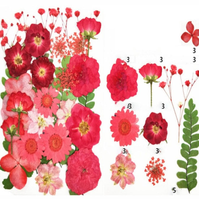 29 in 1 Pressed Dry Flowers 18 image 1