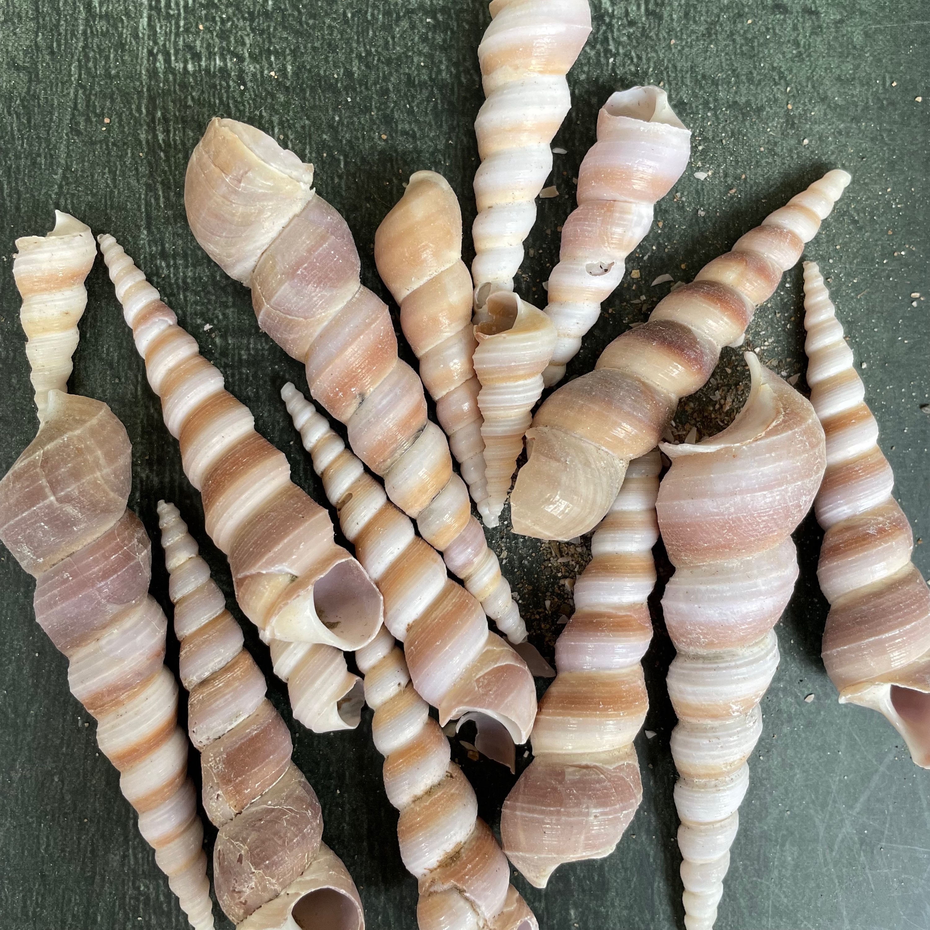 Sea shell 5 image 0