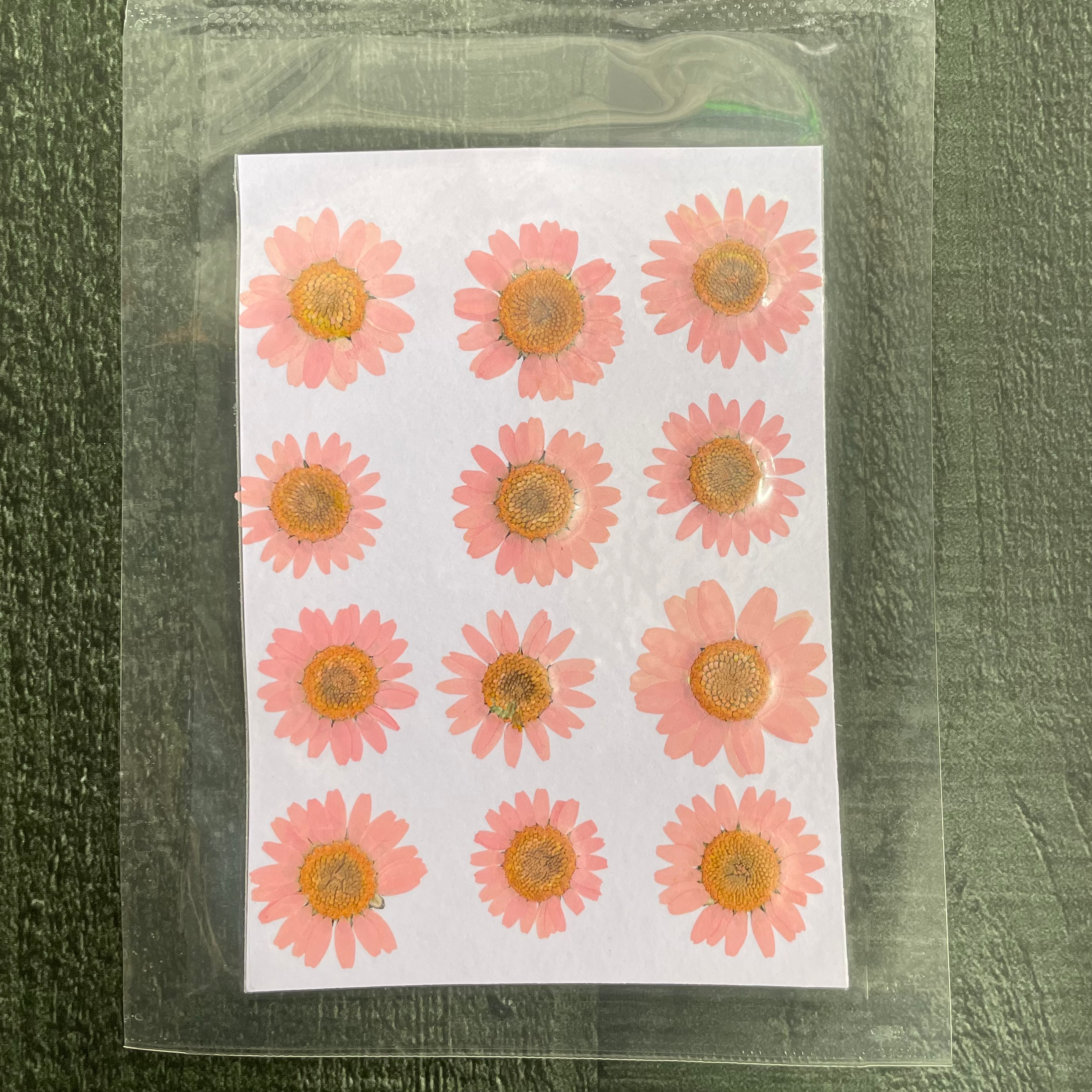 Daisy dry flower baby pink image 0