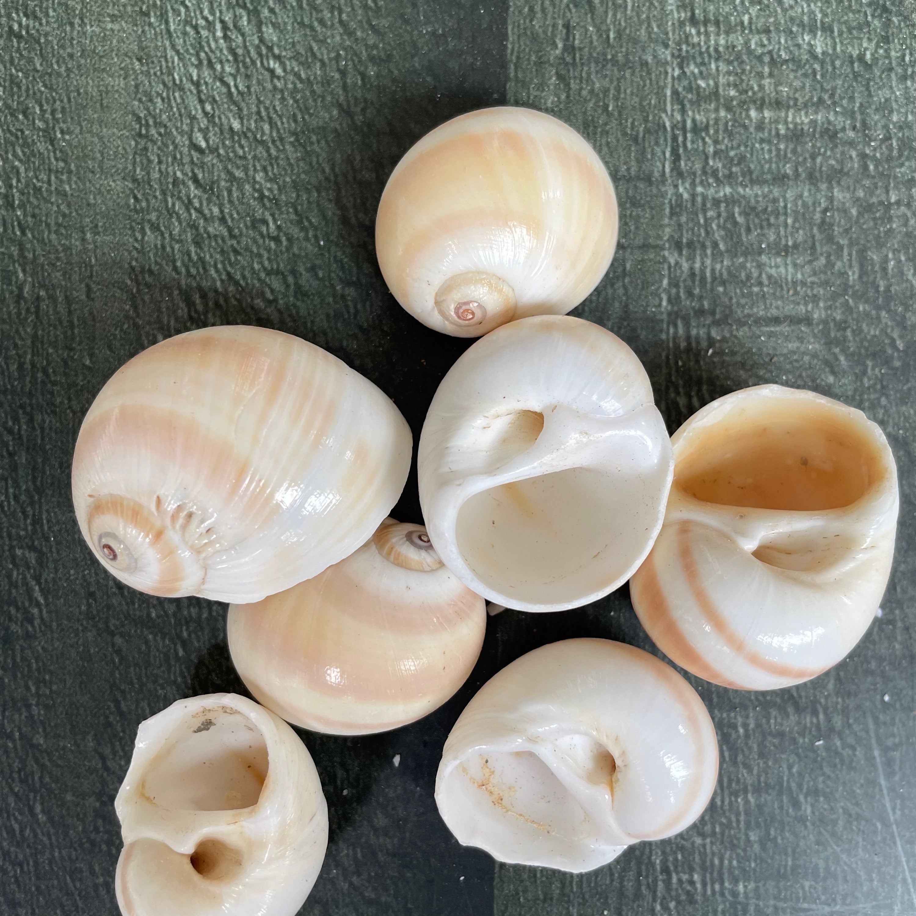 Sae shell 11 image 0