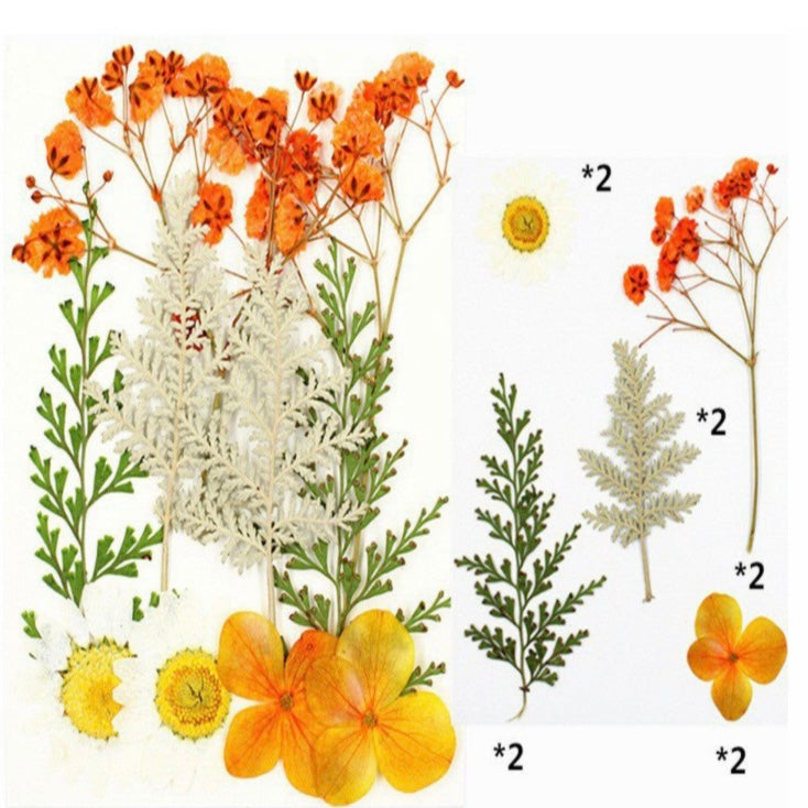 10 in 1 Pressed Dry Flowers 12 image 1