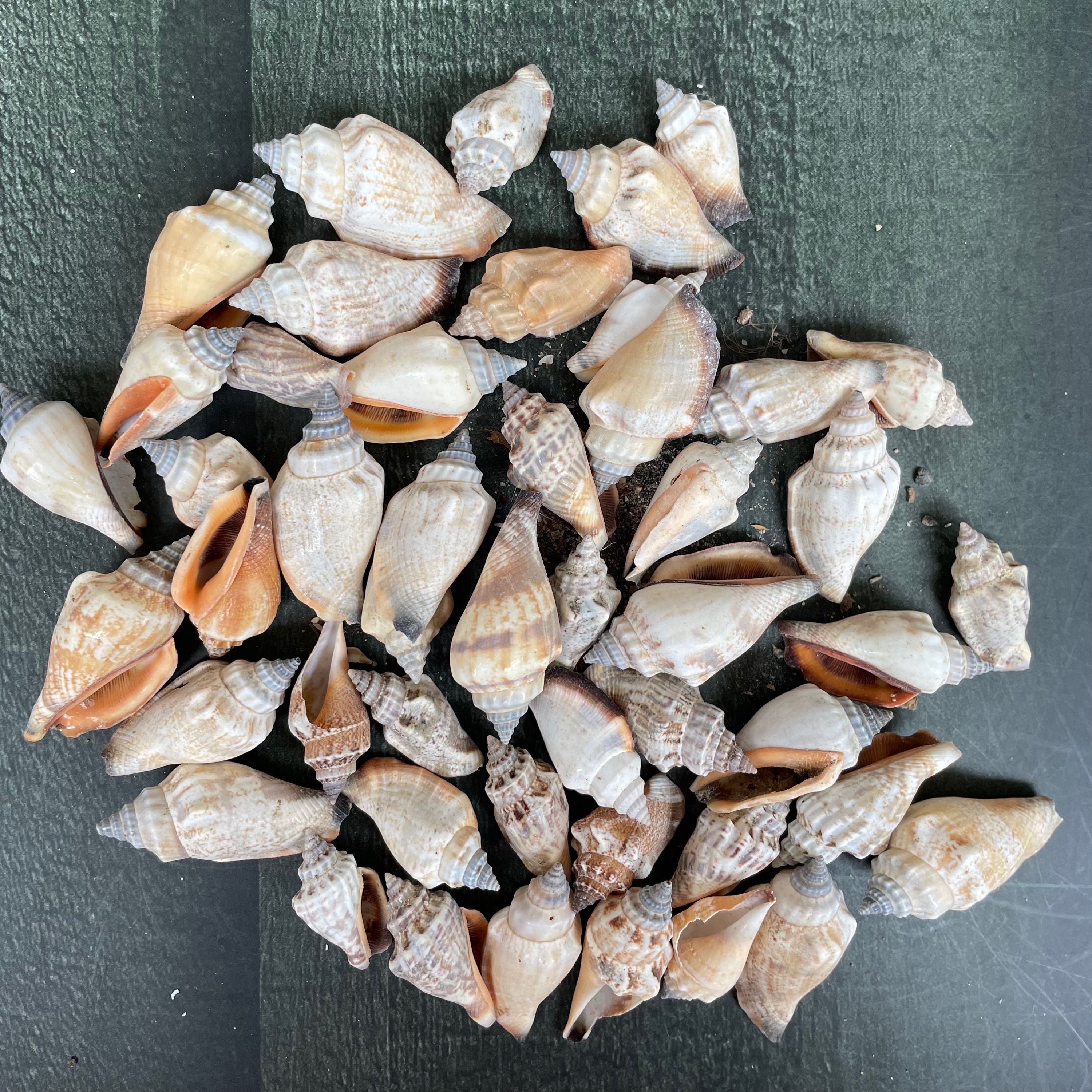 Sea shell 3 image 0