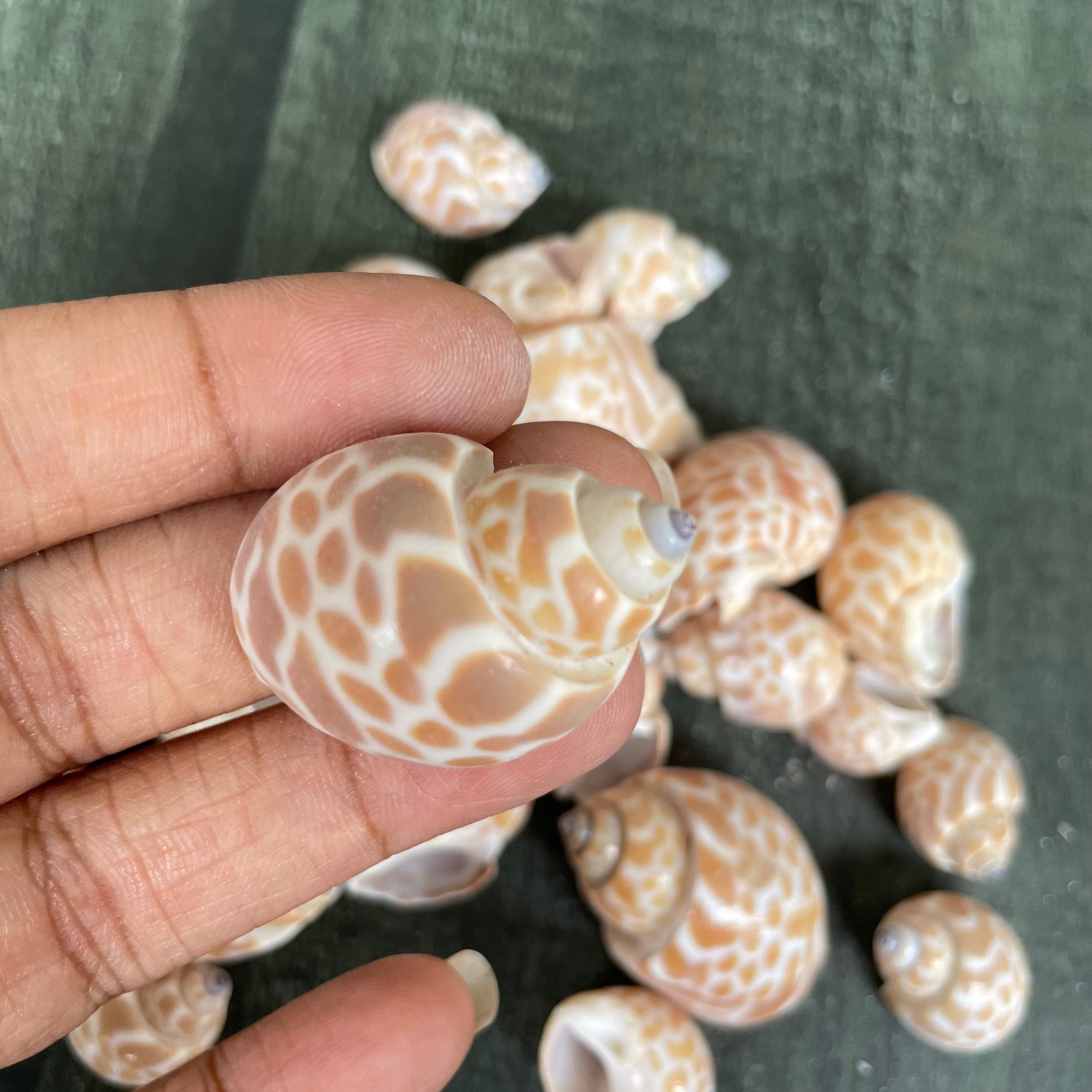 Sea shell 4 image 1