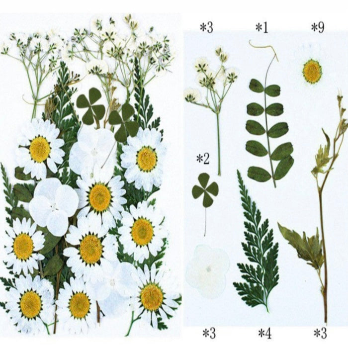 25 in 1 Pressed Dry Flowers 17 image 1