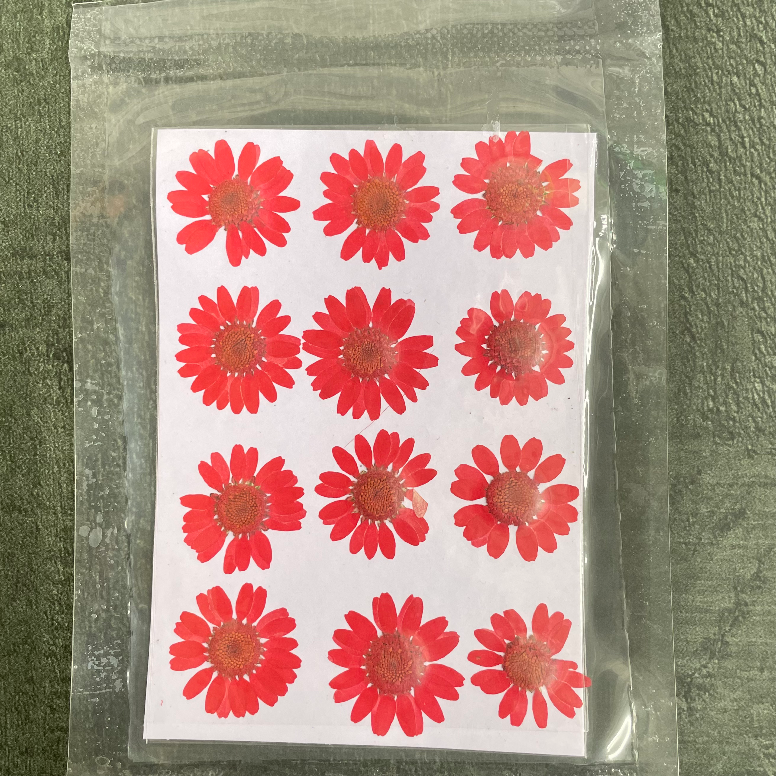 Daisy dry flower Red image 0