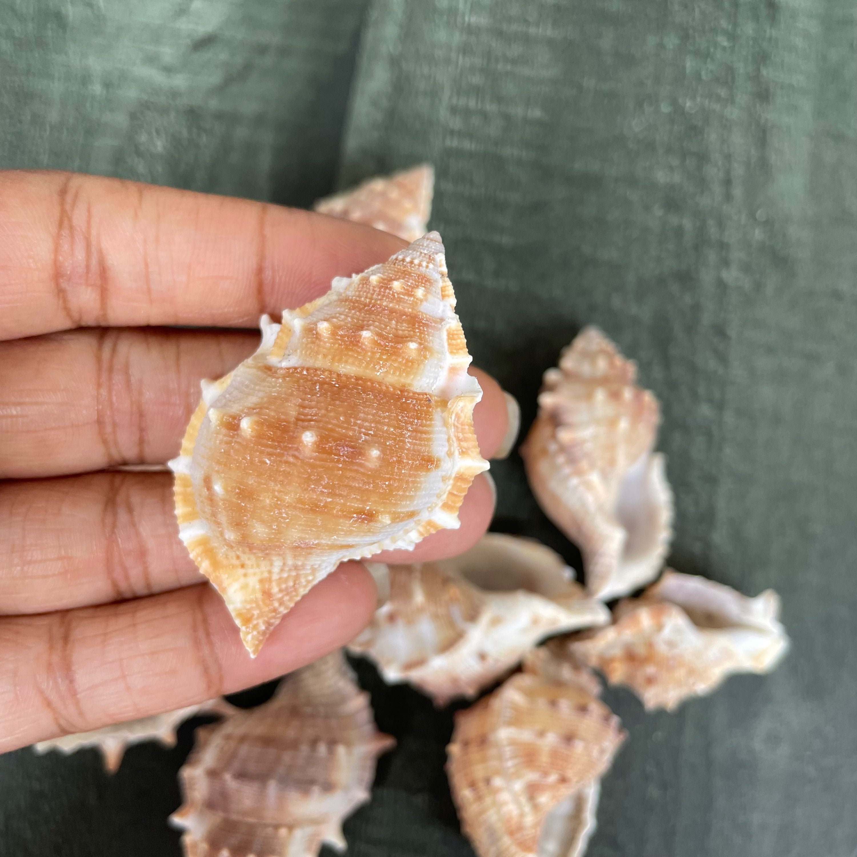 Sea shell 7 image 1