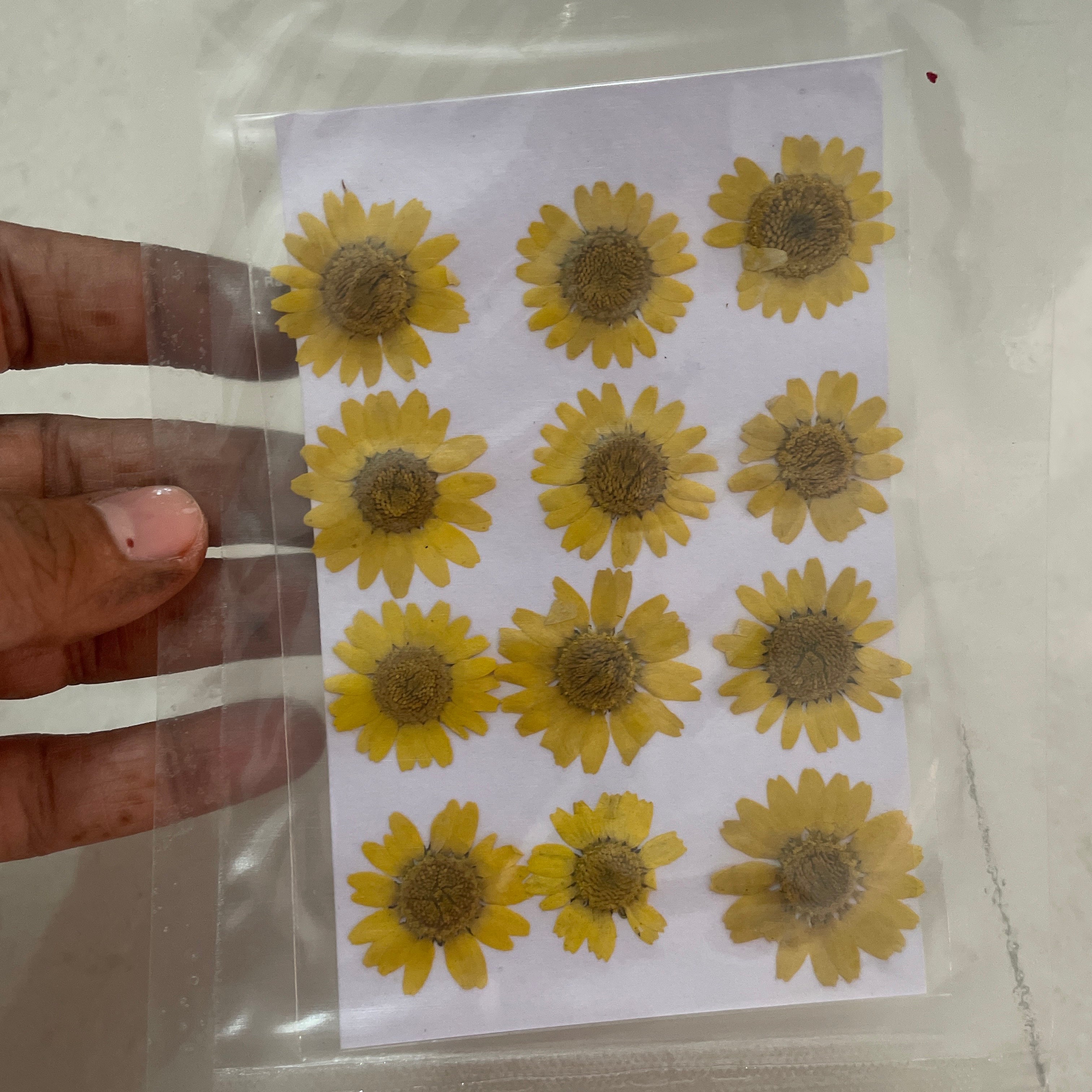 Daisy Dry Flower Yellow image 0