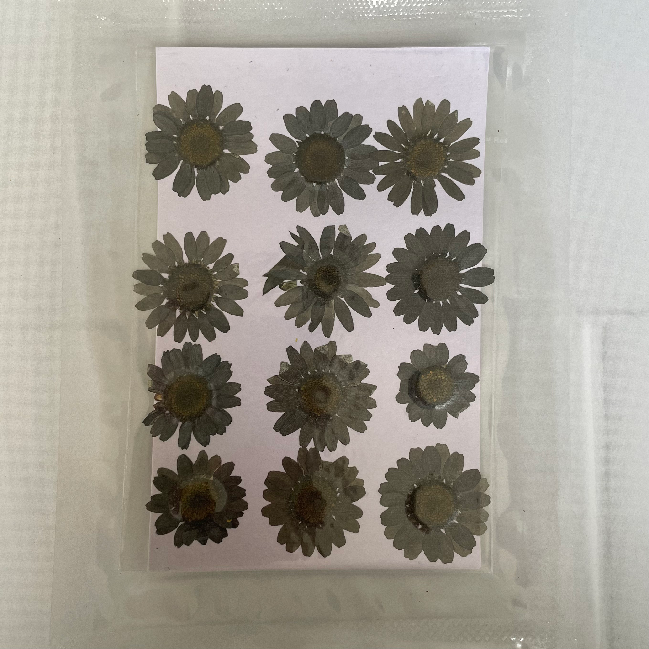 Daisy dry flower black image 0