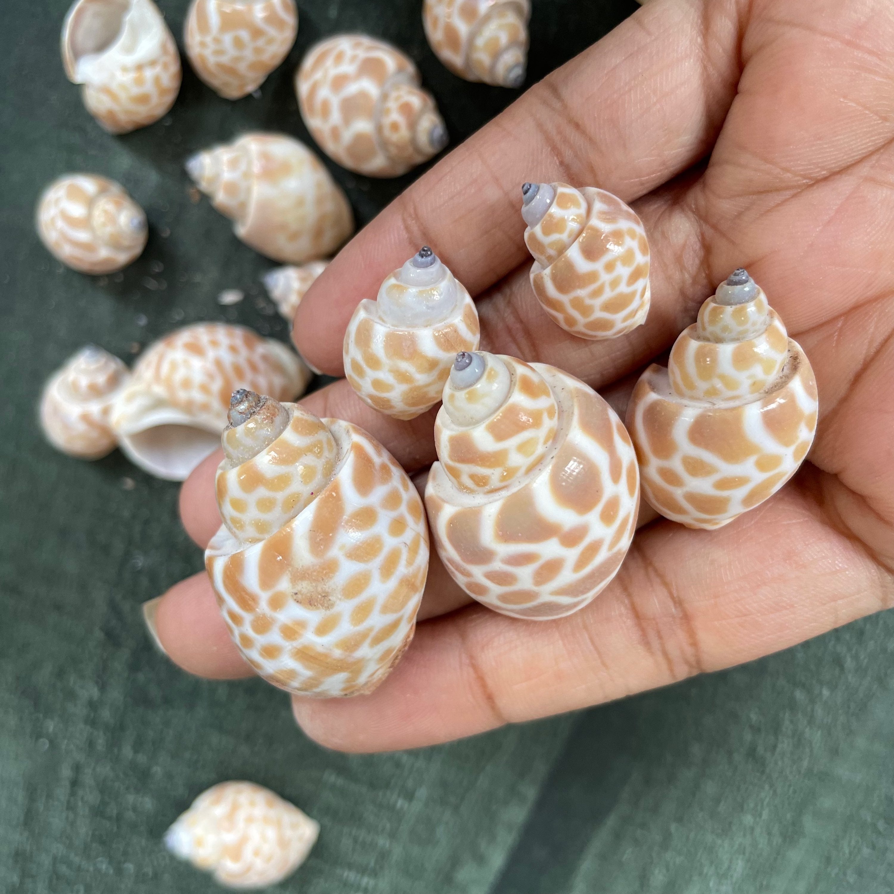 Sea shell 4 image 2