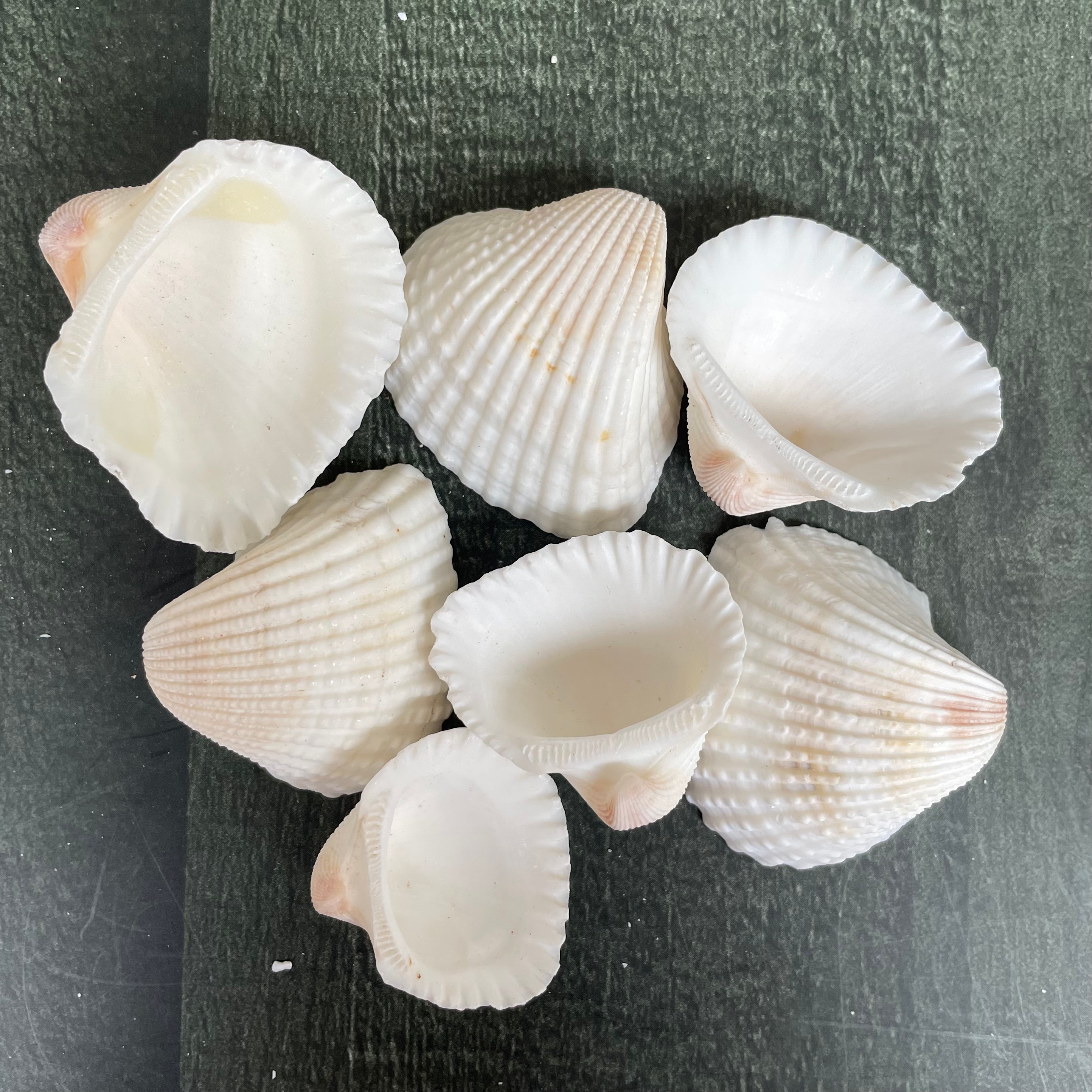 Sea shell 1 image 0