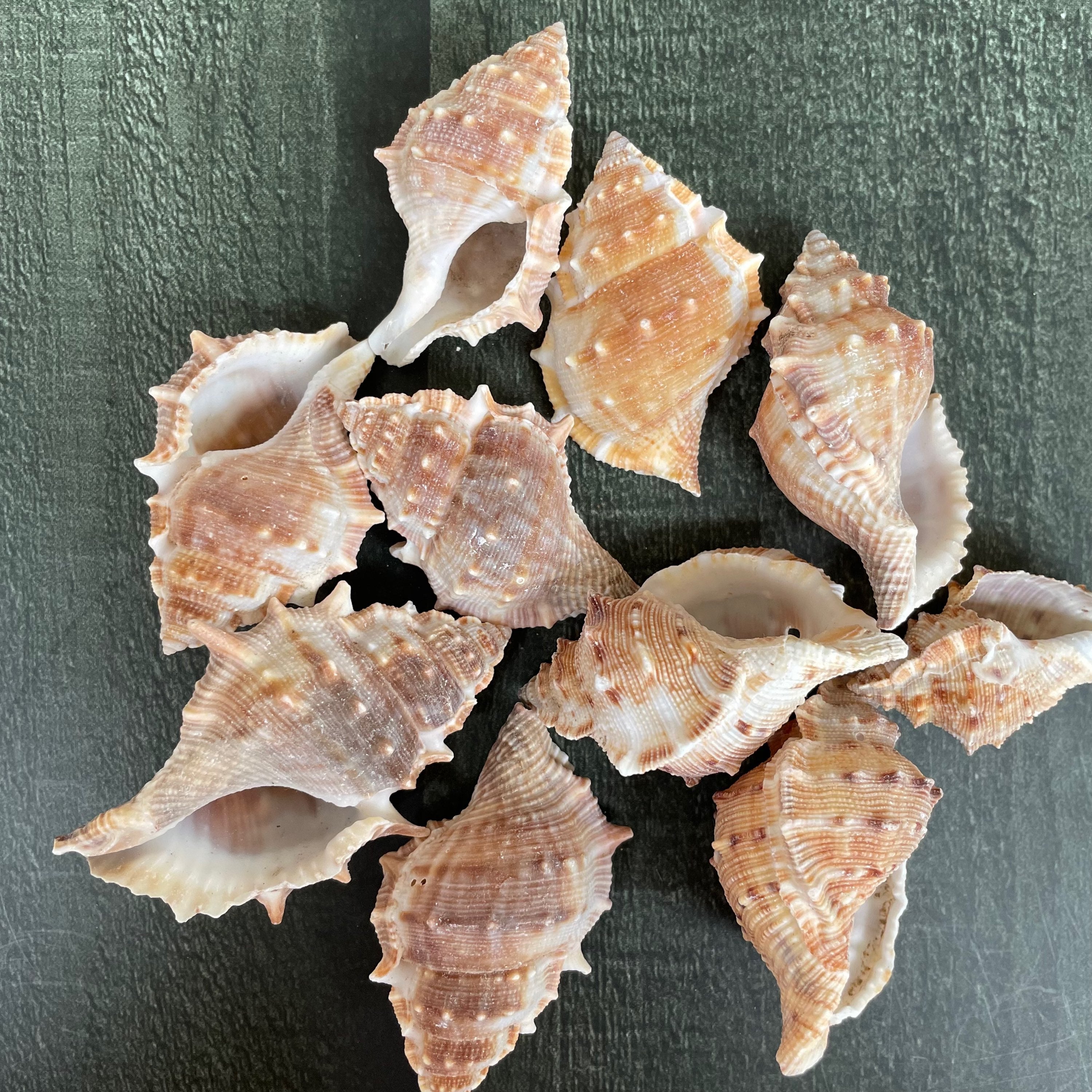 Sea shell 7 image 0