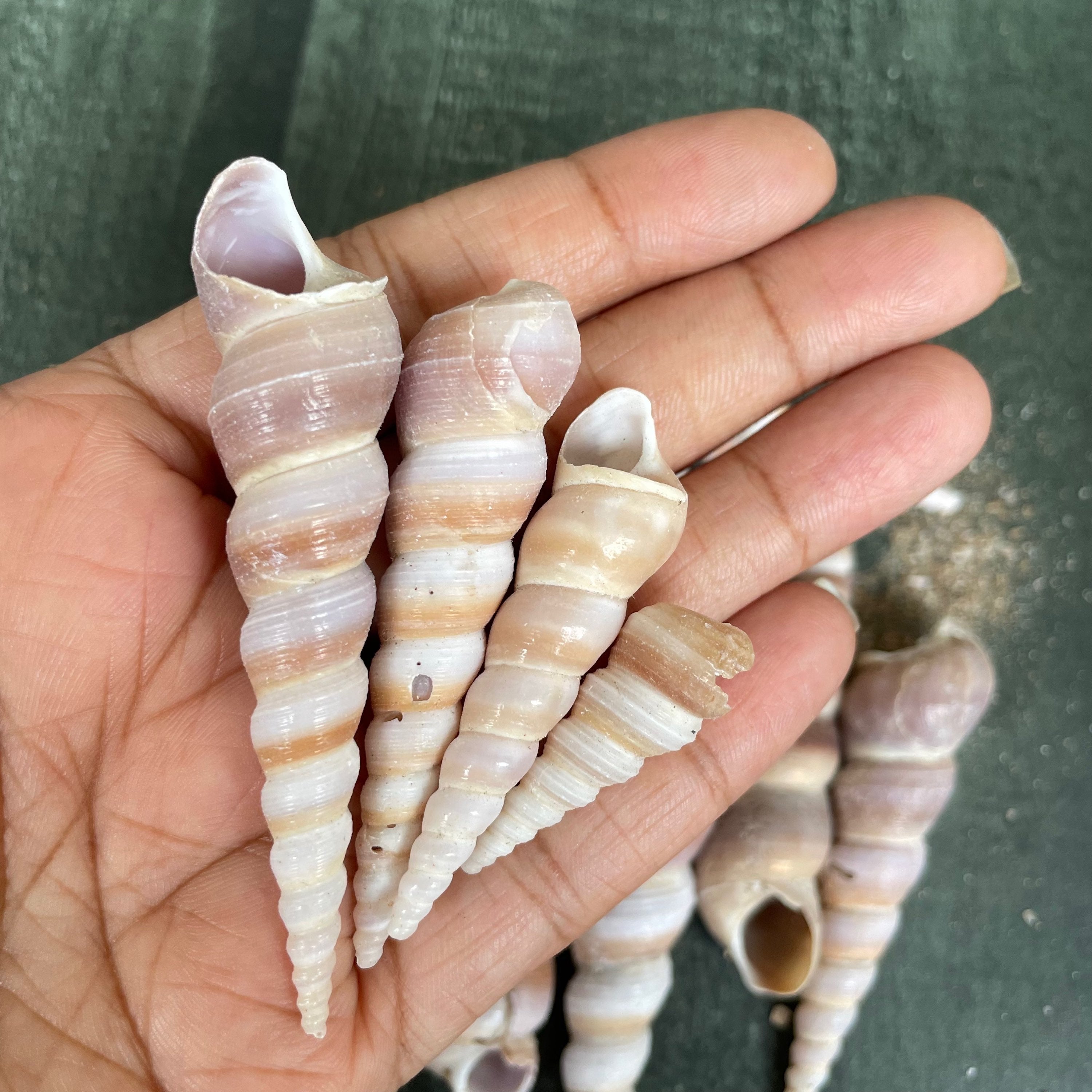 Sea shell 5 image 1