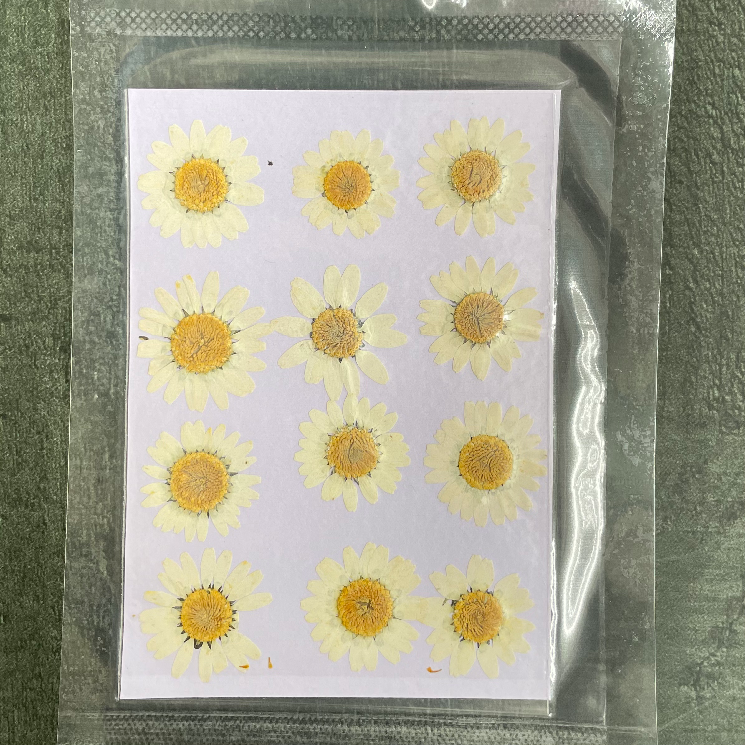 Daisy dry flower white image 0