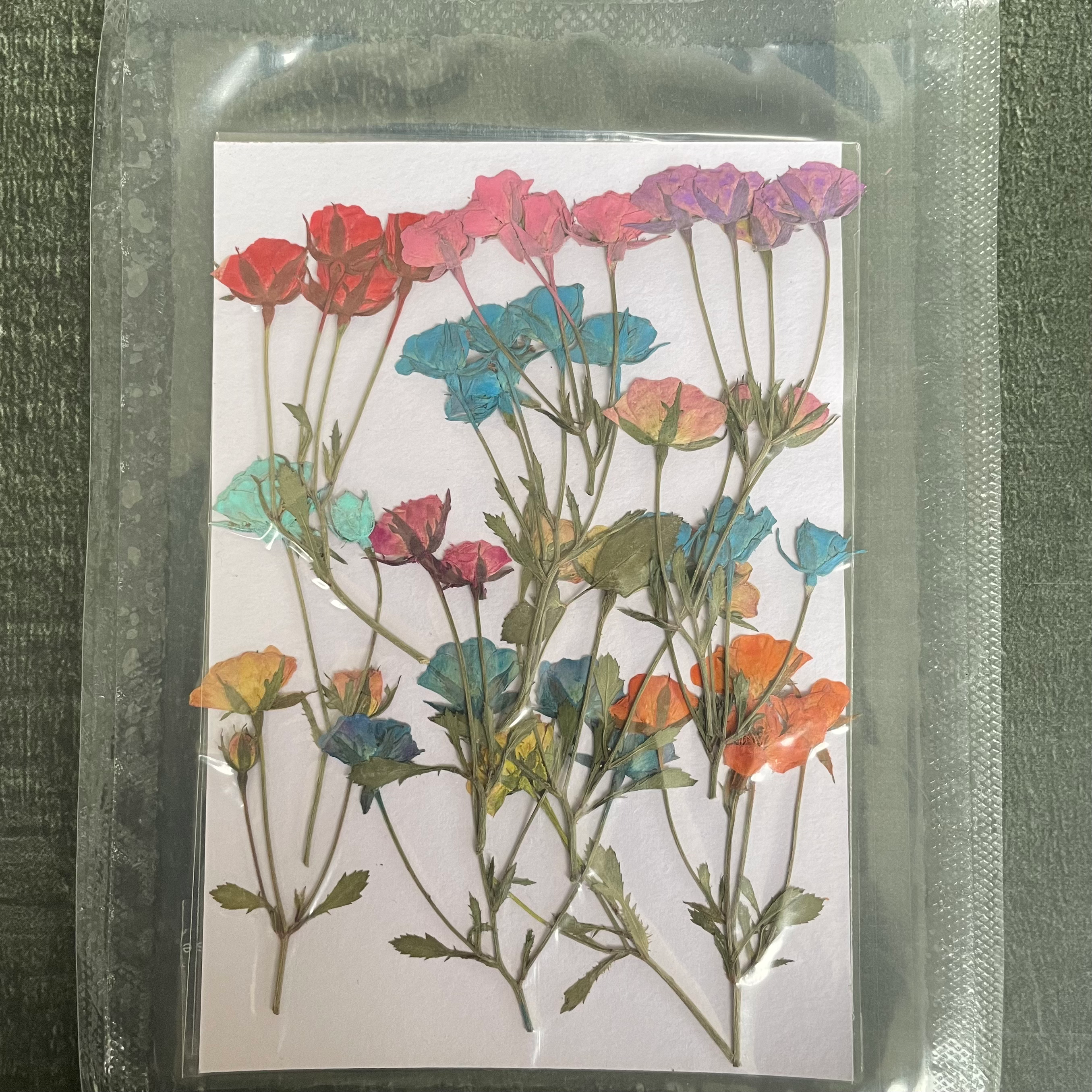 Multy rose pressed dry flower 9 image 0