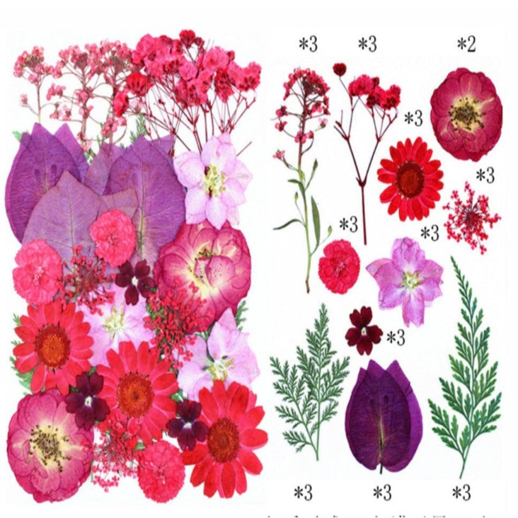 32 in 1 Pressed Dry Flowers 20 image 1