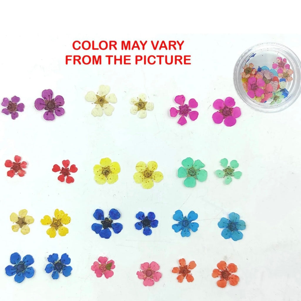 Multy plum blossom pressed flower 24 pieces image 2